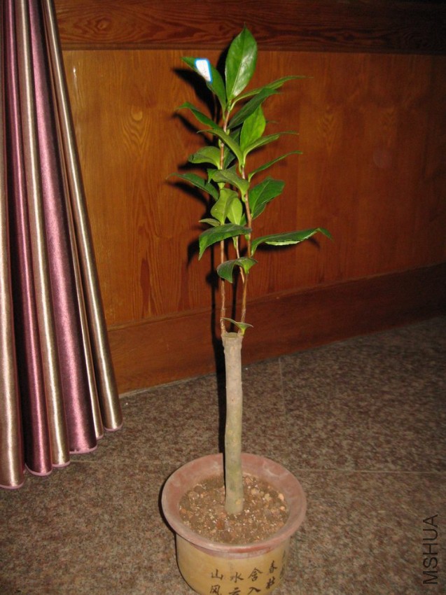 ��ά˹���� (3).JPG