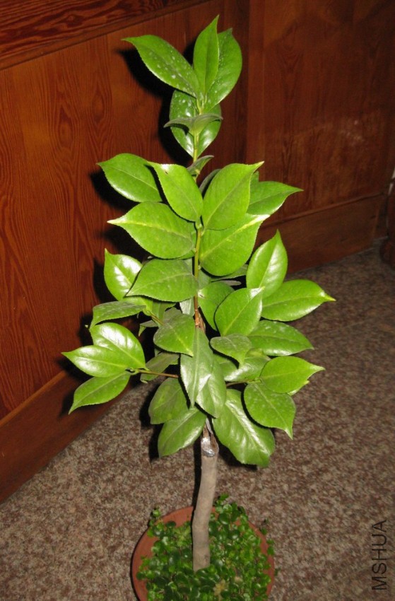 ��ά˹���� (5).JPG