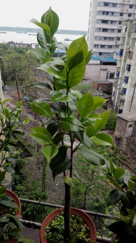 ��ά˹���� (4).jpg