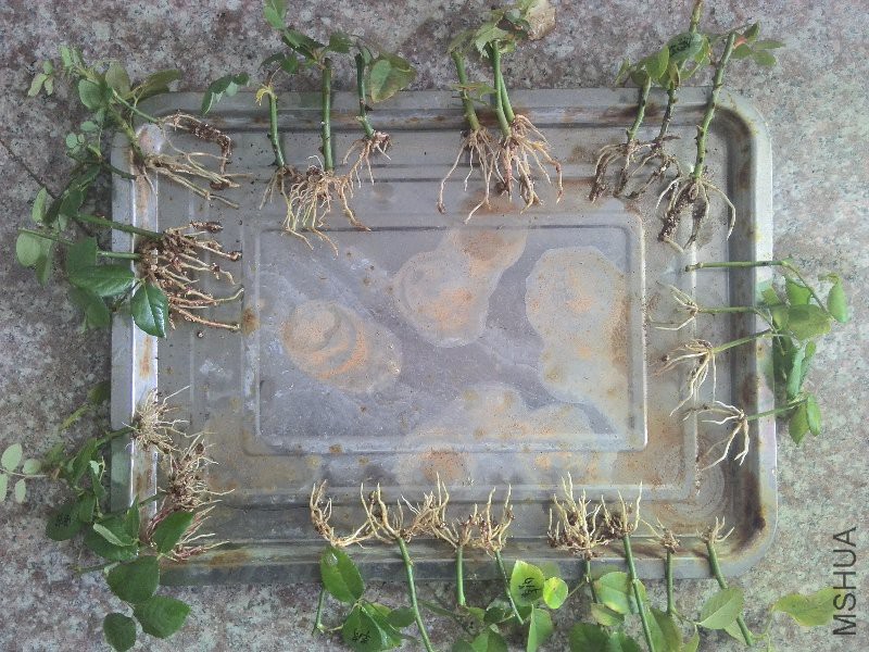 ����ֲ��֦��