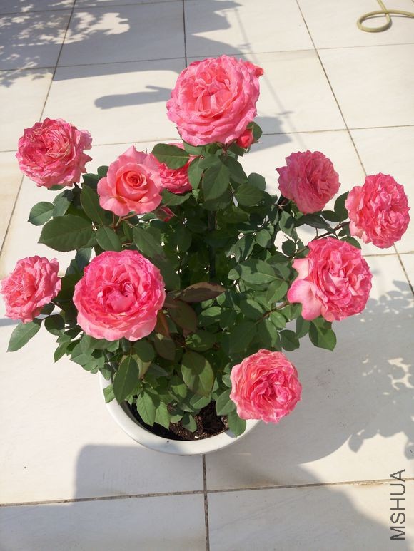 be46c112632762d091cacd25a9ec08fa533dc6db (1).jpg