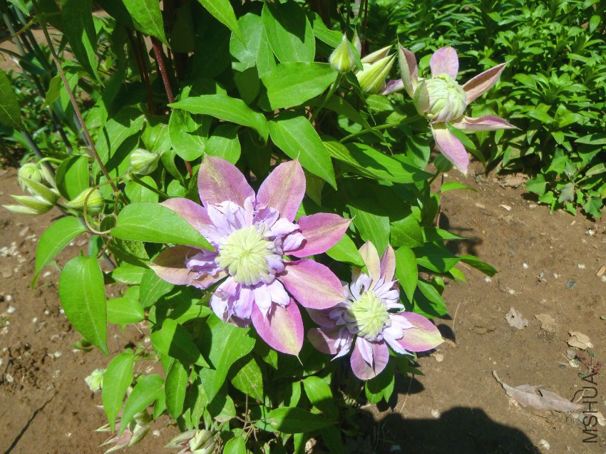 P1050273_��ͼ��.jpg