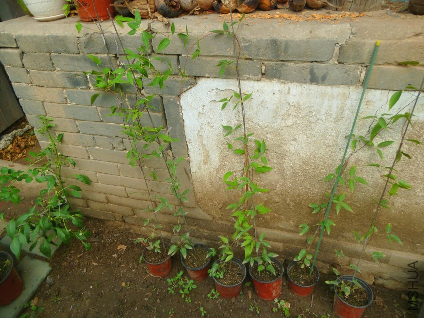 P1050743_��ͼ��.jpg