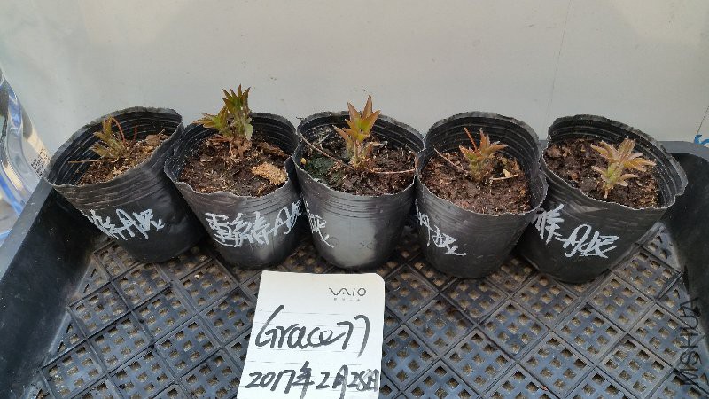 重瓣丹尼.jpg
