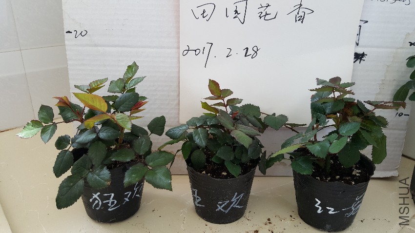 20170228_121851.jpg