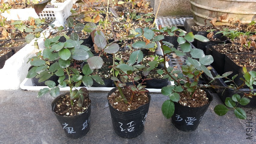 20170227_155058.jpg