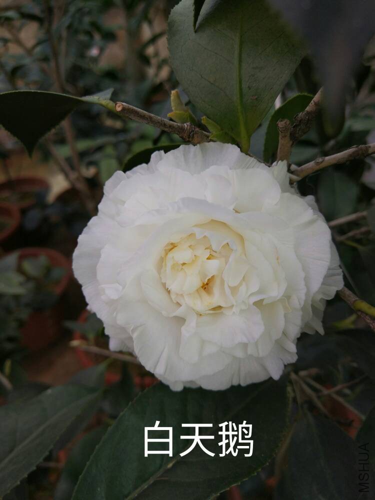181036h6jpbq7q731timrl.jpg