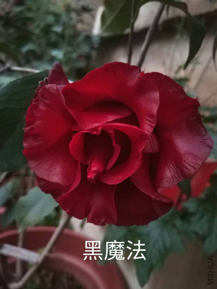 181224d91uoh944i3zuha3.jpg