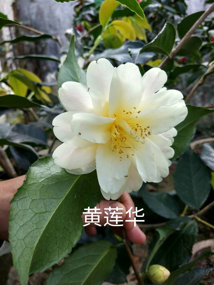 181306wmmukezru66kkvx6.jpg
