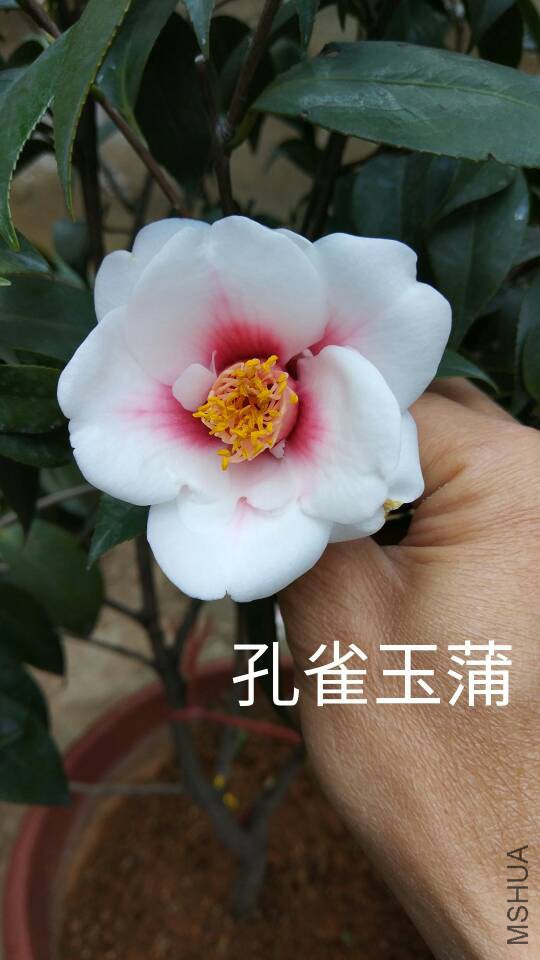 181801wh1cvv7cncneecv7.jpg