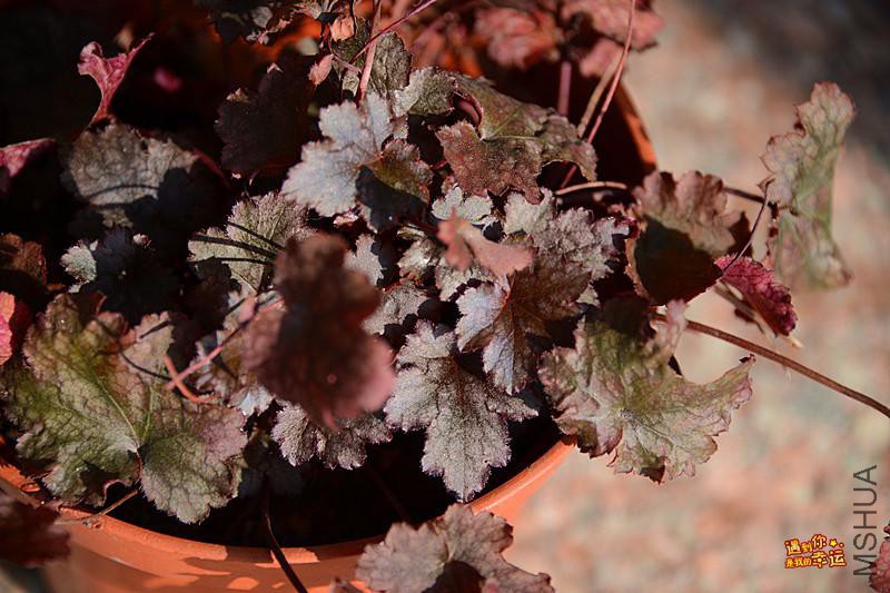 ��Ƭ 066_����.jpg