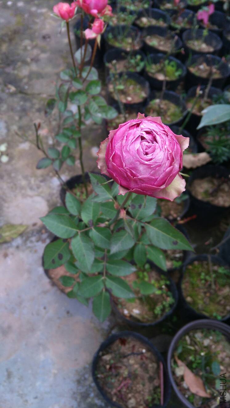 212724ahuu7hnilhn55vdx.jpg
