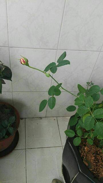 094034hys54el6mo964g6s.jpg