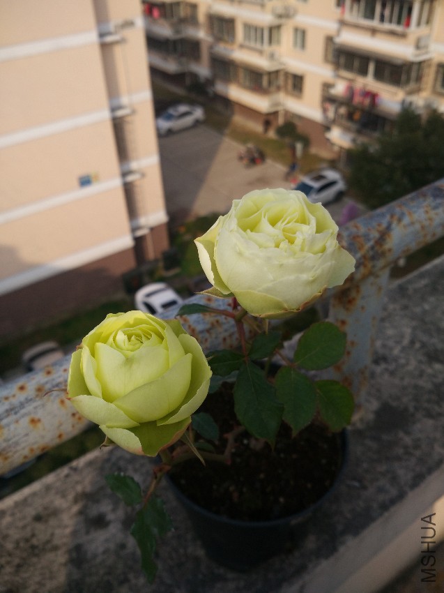 ������ɳ