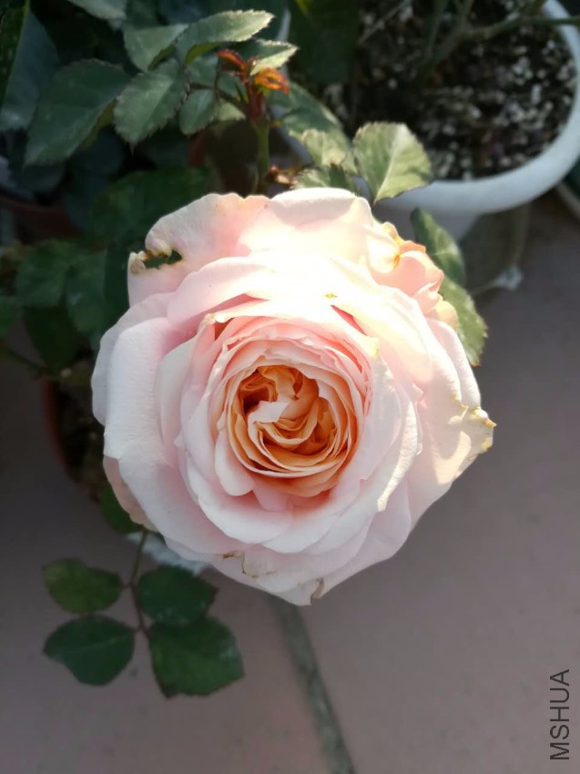 webwxgetmsgimg (5).jpg