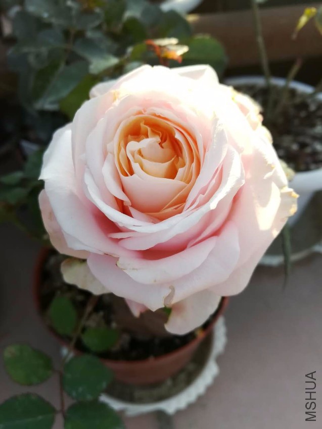 webwxgetmsgimg (7).jpg