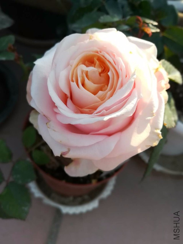 webwxgetmsgimg (9).jpg