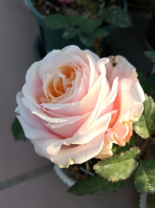 webwxgetmsgimg (10).jpg