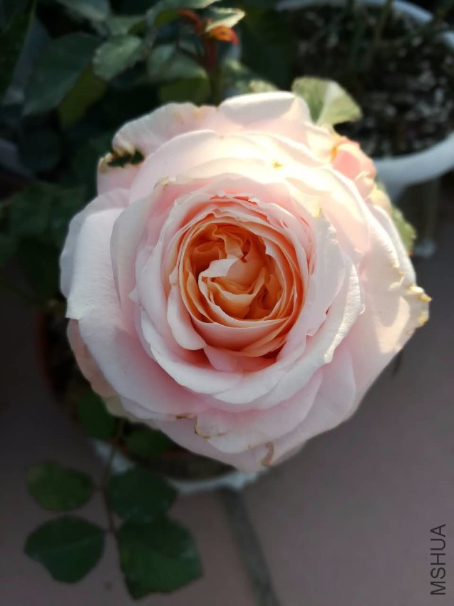 webwxgetmsgimg (11).jpg