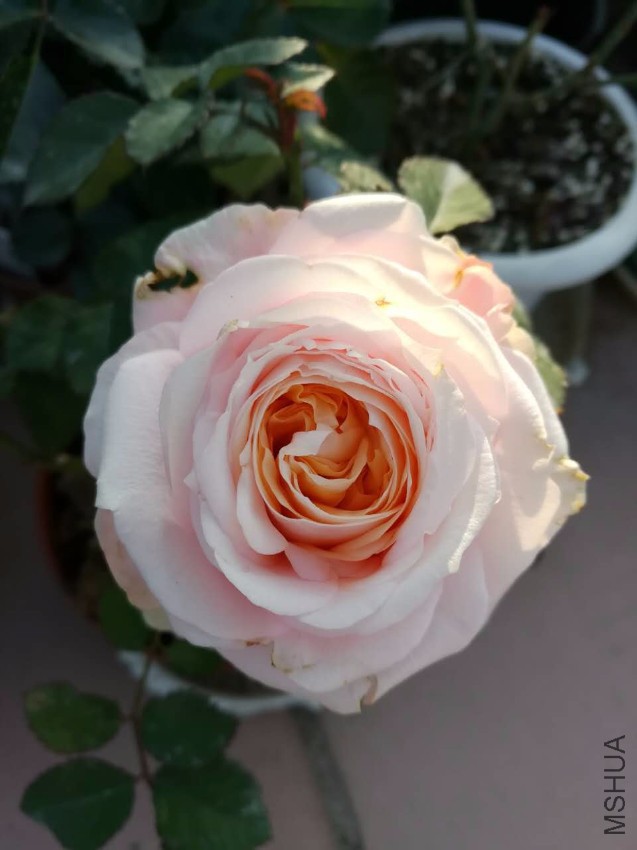 webwxgetmsgimg (13).jpg