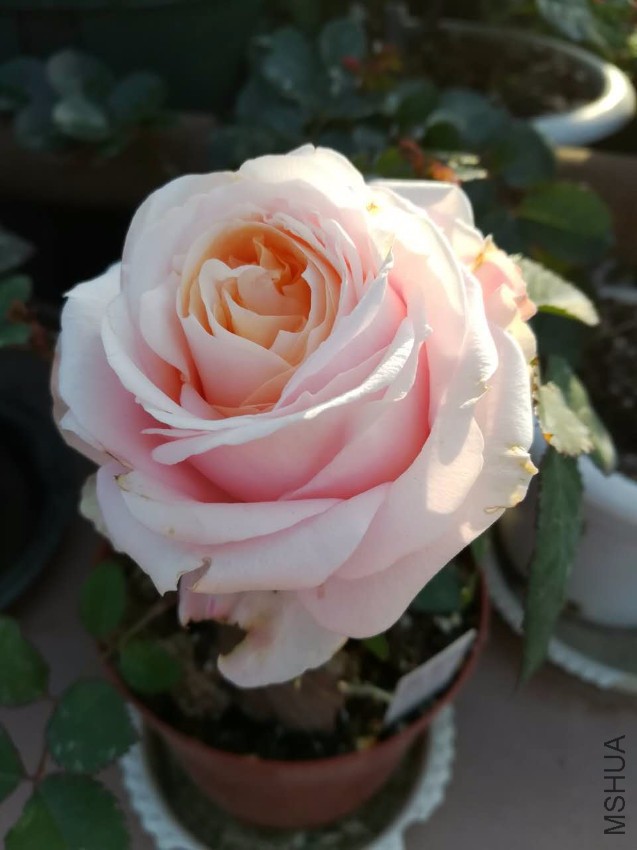 webwxgetmsgimg (12).jpg