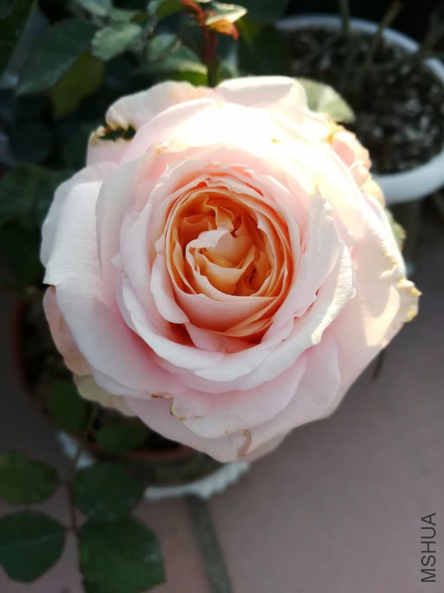 webwxgetmsgimg (6).jpg