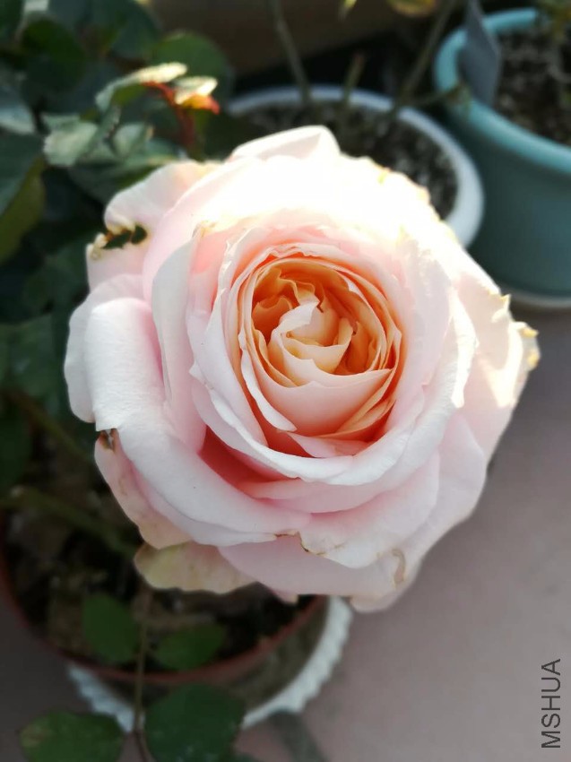 webwxgetmsgimg (8).jpg