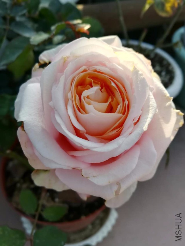 webwxgetmsgimg (14).jpg