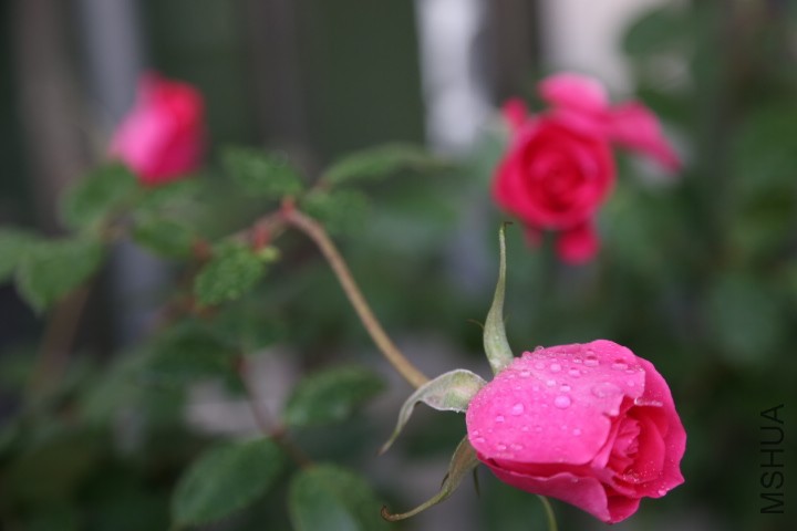 IMG_9556.JPG