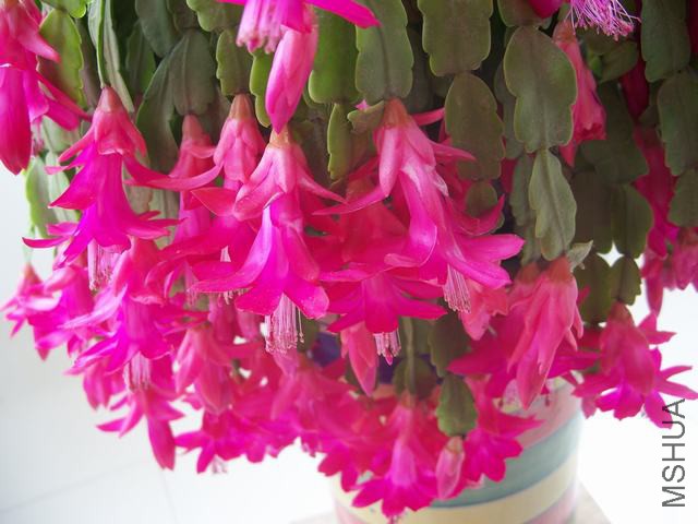 100_6095.JPG