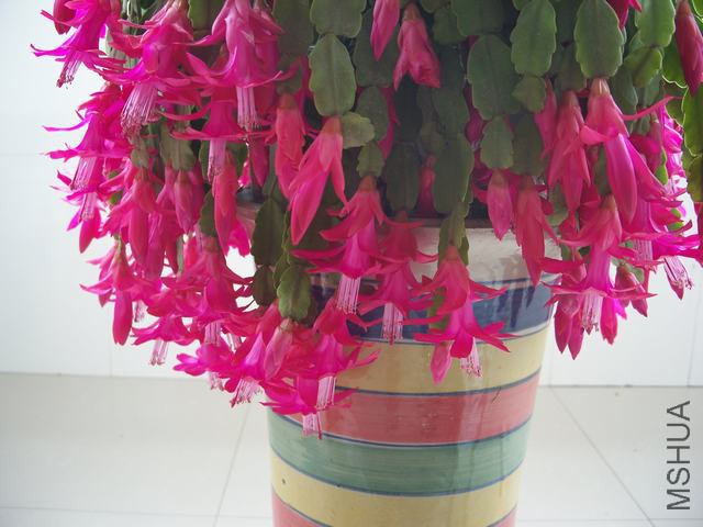 100_6094.JPG