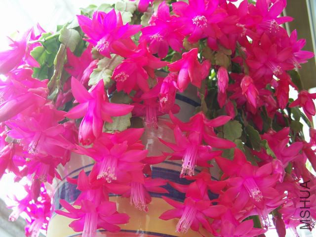 100_6097.JPG