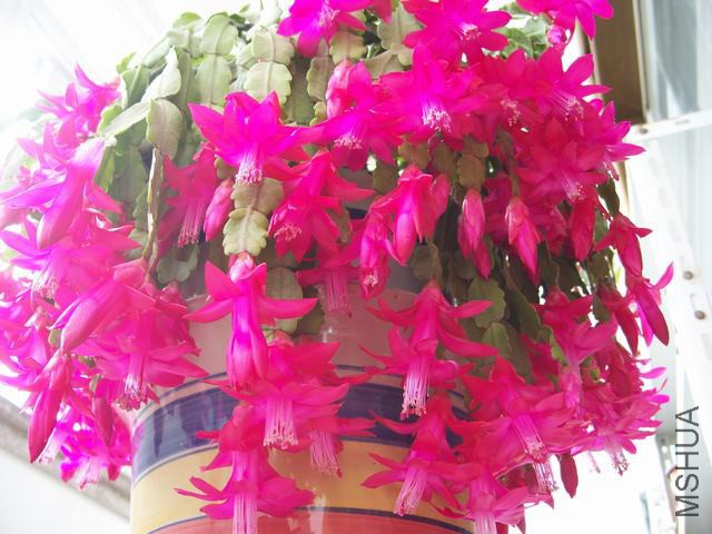 100_6099.JPG