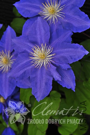 pix229_Clematis_Lasurstern_K5.jpg