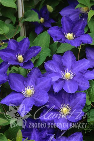 pix229_Clematis_Lasurstern_K3.jpg