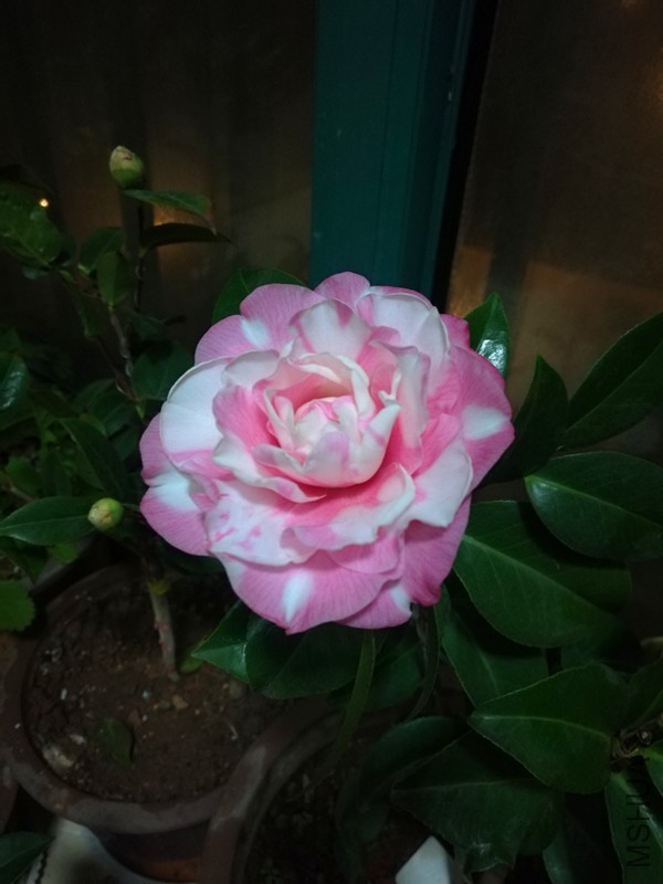 IMG_20170113_044238.jpg