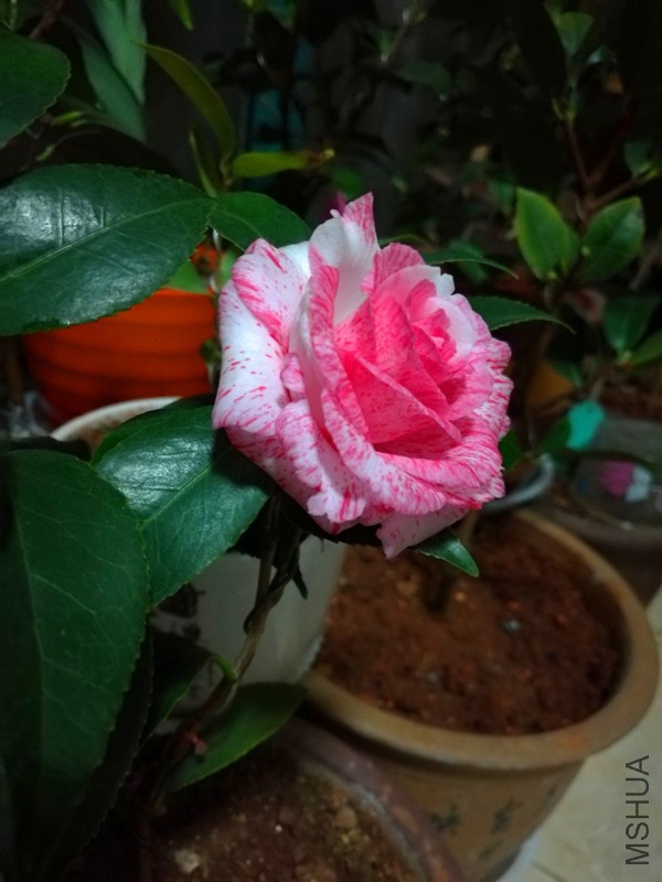 IMG_20170224_192956.jpg