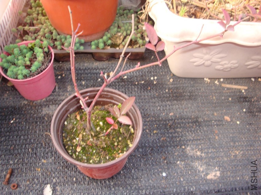 DSC00823.JPG