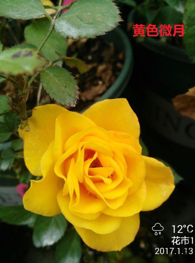 98161937.jpg