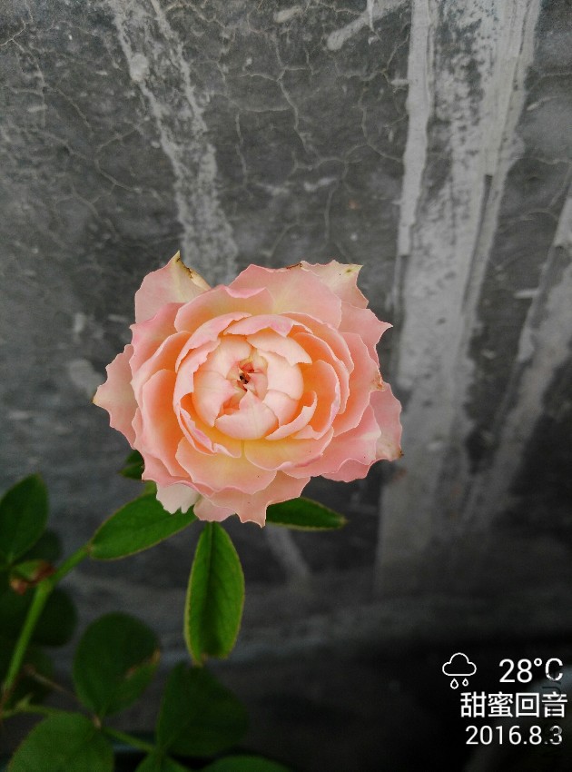IMG_20160803_131356.jpg
