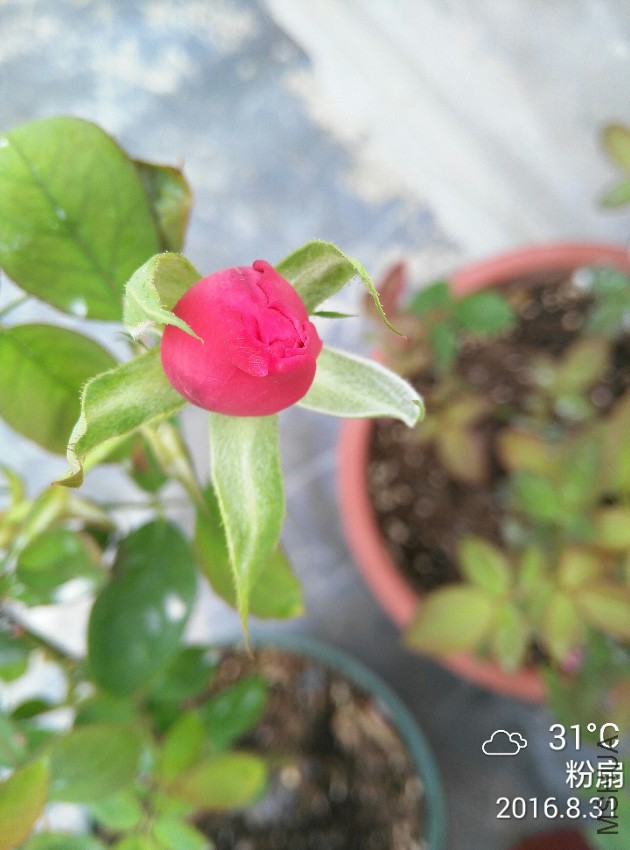IMG_20160831_125735.jpg