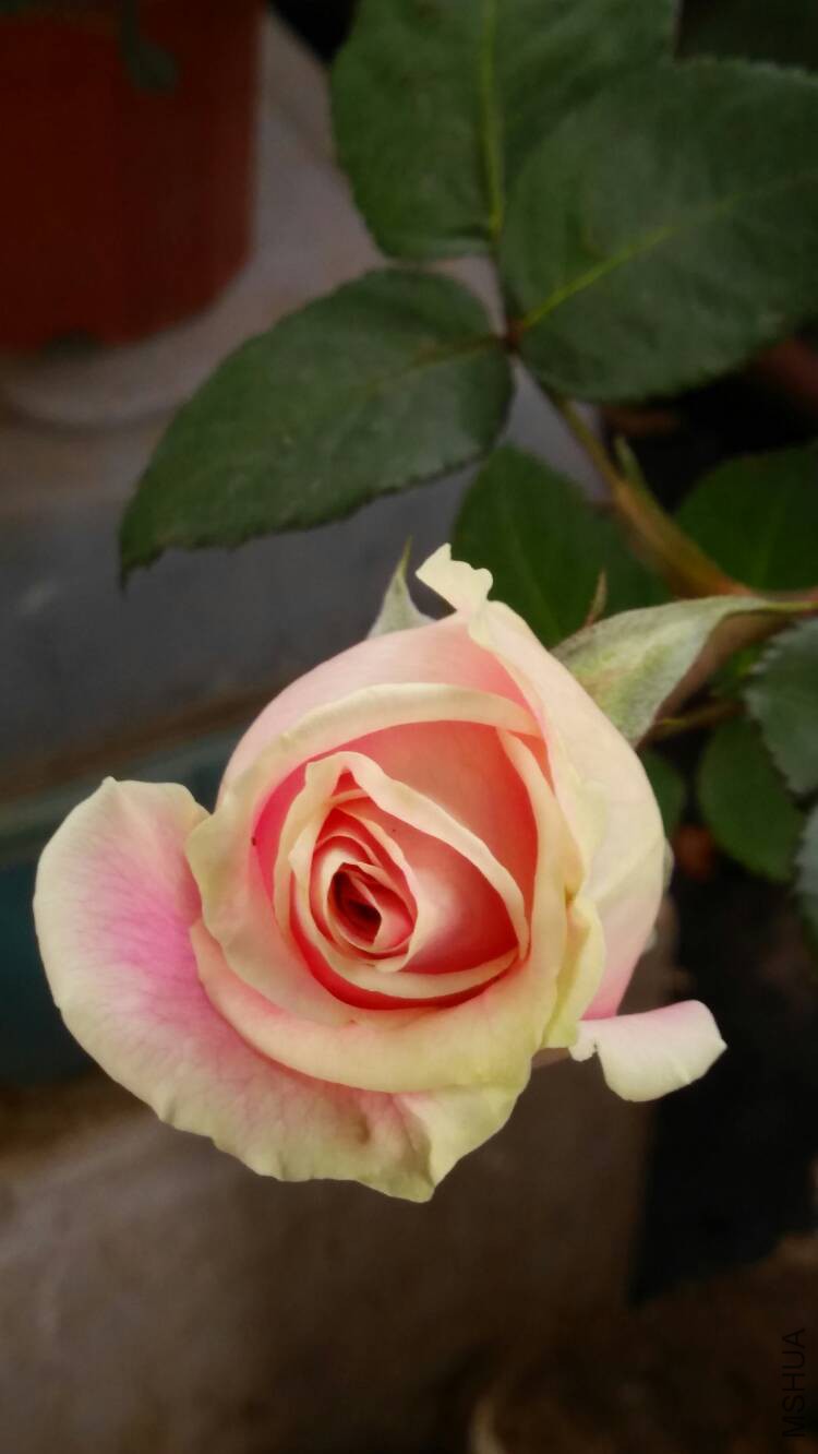 092542ogxdn525g8klghxk.jpg