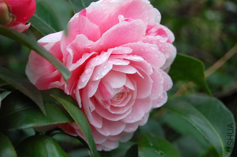 DSC_26060033.JPG