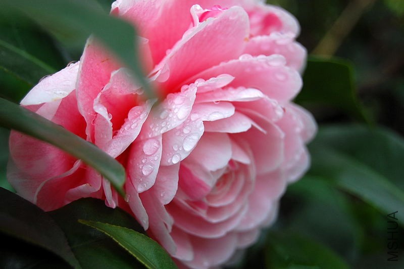 DSC_26140041.JPG