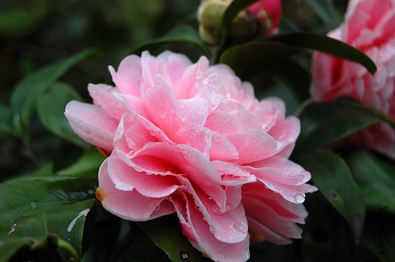 DSC_25980025.JPG