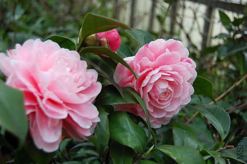 DSC_26100037.JPG