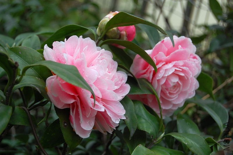 DSC_26000027.JPG