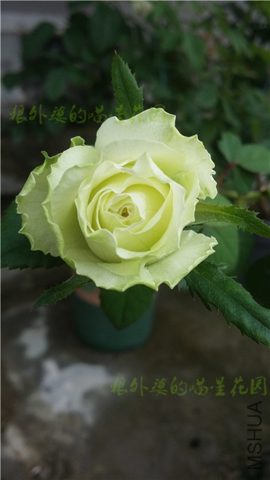 20160608Ůʿʱװ.jpg