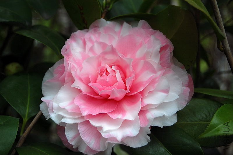 DSC_26610088.JPG