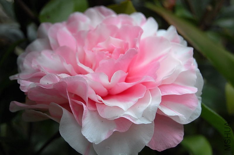DSC_26470074.JPG
